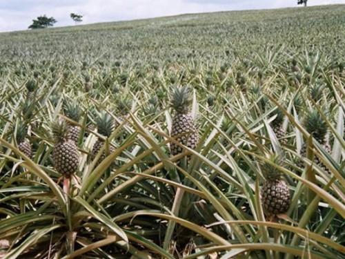 Quinze nouveaux Agropoles de production seront créés sur le territoire camerounais en 2015