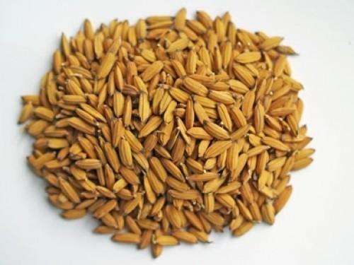 60 tonnes de semences améliorées distribuées à 2400 riziculteurs camerounais
