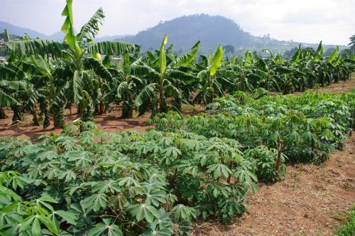 Le patronat camerounais cible 17 600 hectares dans la région du Centre, pour des projets agricoles
