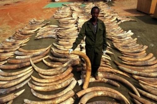 187 pointes d’ivoire fraîches saisies dans la capitale camerounaise