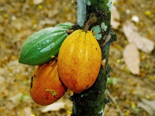 Léger fléchissement des prix du cacao bord champ sur le marché camerounais