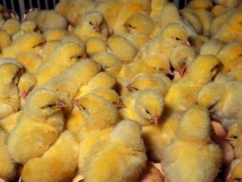 Cameroun : La Mission de développement du Nord-Ouest recherche 900 000 poussins d’un jour pour booster l’aviculture
