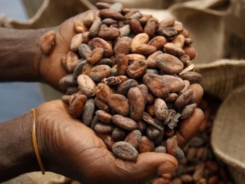 La production cacaoyère camerounaise 2013-2014 en baisse de 9% à 206 550 tonnes