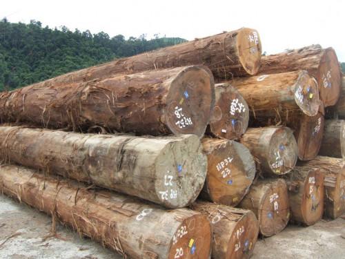 Baisse des exportations du bois camerounais vers le Canada, depuis le début de l’année 2019