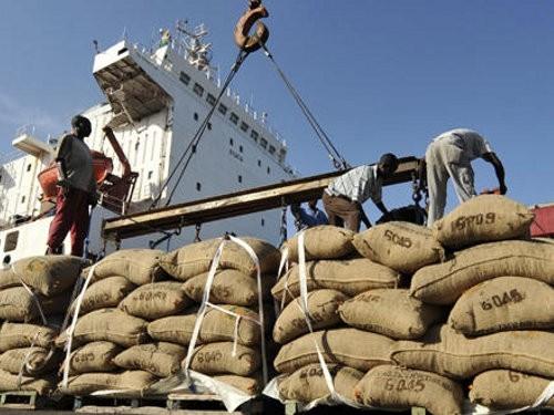 Cacao : les exportations camerounaises fléchissent de 3%, la Hollande reste le principal acheteur