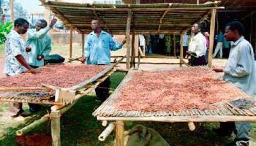 Face à la chute du cours du cacao, le gouvernement camerounais demande aux professionnels de proposer des solutions urgentes