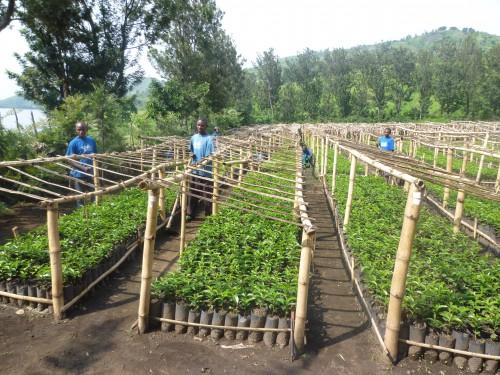 Cameroun : le CICC annonce une cargaison record de 2 millions de plants de caféiers en 2017