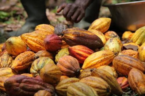 La remontée des prix d’achat locaux du cacao camerounais se fait toujours attendre