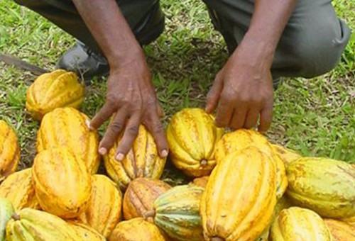Cameroun : la BEAC projette une baisse de la production cacaoyère 2015-2016 d’environ 20 000 tonnes