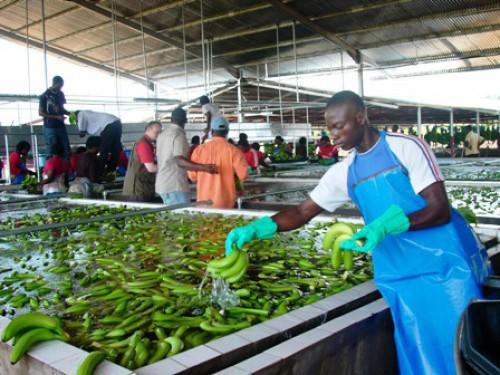 A fin octobre 2017, les exportations de bananes au Cameroun ont chuté de plus de 20 600 tonnes, à cause des aléas climatiques