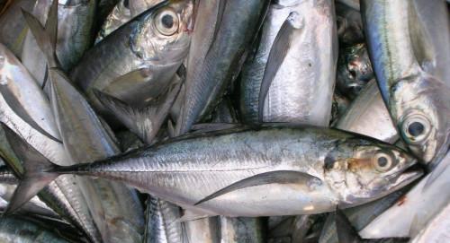 Au Cameroun, entre 2011 et 2016, la production halieutique a connu une augmentation de 80 000 tonnes, selon le Minepia