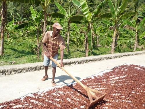 Au Cameroun, le CICC se satisfait du premier bilan de son programme d’appui à l’organisation de la commercialisation du cacao