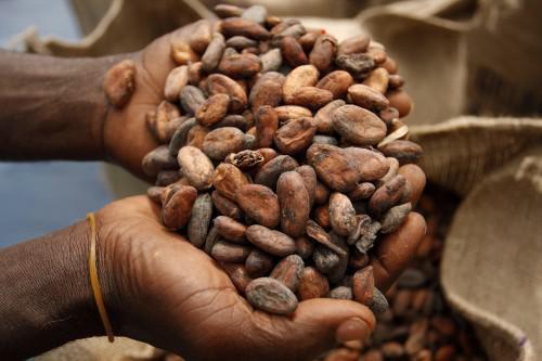 Cameroun : l’Américain Milost Global finance une usine de transformation de cacao de 32 000 tonnes extensible à 64 000 tonnes