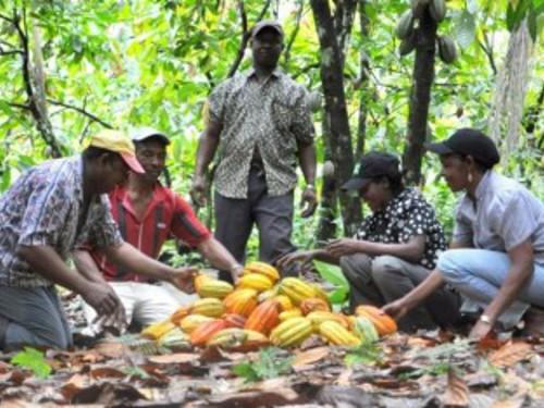 Cameroun : la  World Cocoa Foundation distribue du matériel agricole aux jeunes cacaoculteurs
