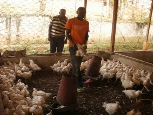 Un déficit de 32  000 tonnes de poulets au Cameroun