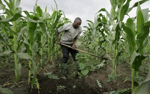 Cameroun : l’Allemagne s’apprête à octroyer une enveloppe de 9 milliards de FCfa en faveur des agriculteurs de la partie septentrionale