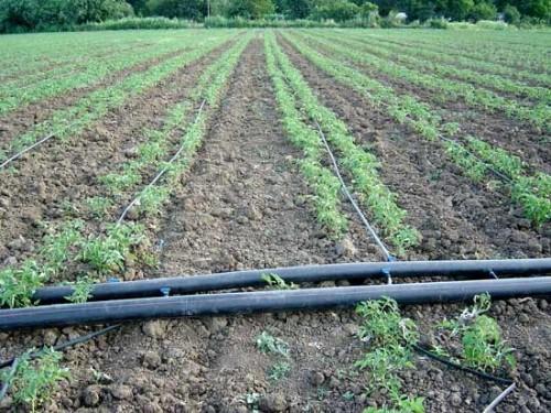 Le Cameroun expérimente la technologie israélienne de l’irrigation goutte-à-goutte