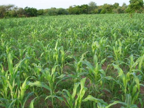 Des parlementaires camerounais sollicitent le soutien de l’IITA pour relancer l’agriculture dans la partie septentrionale