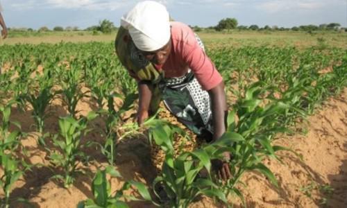 128 millions de FCfa de financements pour les petits agriculteurs de la région du Sud-Cameroun  