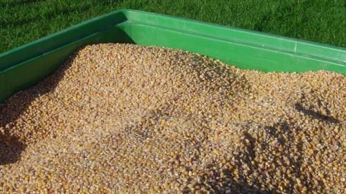 900 tonnes de semences de maïs certifiées à produire et distribuer aux producteurs camerounais en 2015