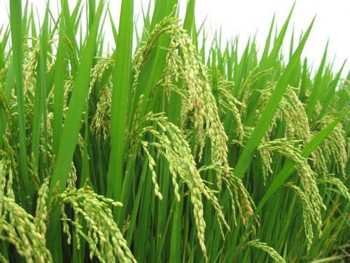 Cameroun: 7000 hectares supplémentaires de rizières à développer dans la région du Nord-Ouest en 2018