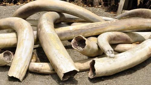Cameroun : 160 pointes d’ivoire, des plumes de perroquets et des écailles de pangolin saisies chez des trafiquants à Douala