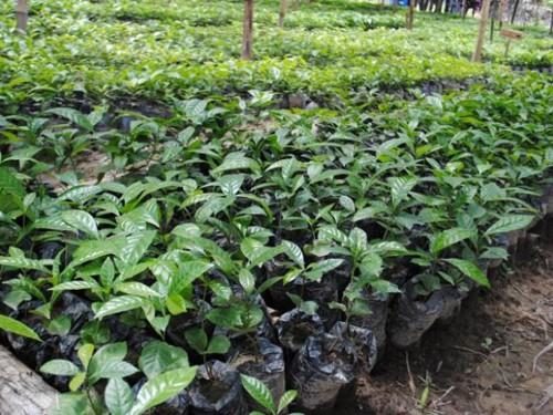 Le Cameroun vise 100 hectares de champs semenciers de cacao, avec le concours de la WCF