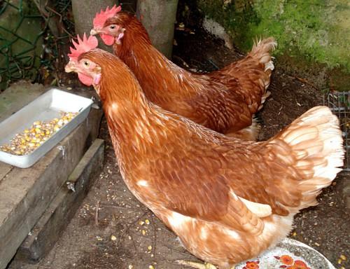 La grippe aviaire s’étend à la partie septentrionale du Cameroun, après la découverte d’au moins un cas à Daber