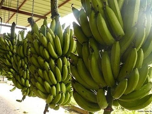 Le Cameroun a exporté près de 133 000 tonnes de banane au premier semestre 2014