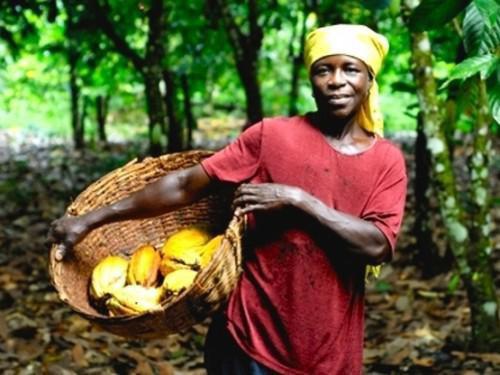 La saison sèche tire  vers le haut les prix bord champs du cacao au Cameroun