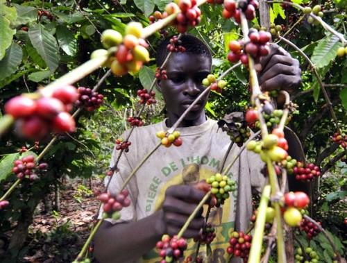 Cameroun: l’indisponibilité des plants plombe un programme d’urgence de relance de la caféiculture