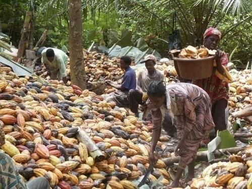 Cameroun : une 3ème usine de transformation de cacao sera opérationnelle à Douala en 2015