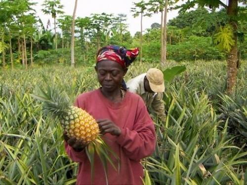 Le Cameroun a investi 9,8 milliards de FCfa dans le projet Agropoles, visant à créer des emplois en zones rurales