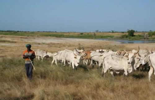 Cameroun : dans le Septentrion, les éleveurs bradent les bœufs pour payer des rançons ou se protéger des ravisseurs