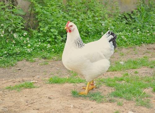 Des prélèvements effectués dans une ferme confirment la résurgence de la grippe aviaire à l’Ouest-Cameroun