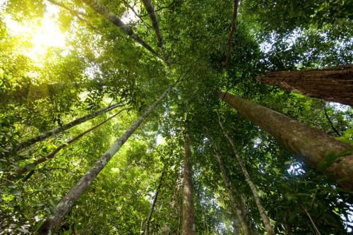 Greenpeace Afrique vulgarise la politique « Haute teneur en carbone» au Cameroun