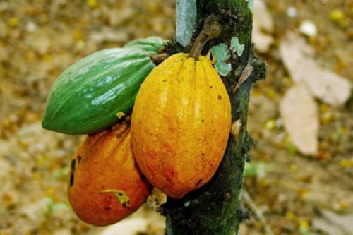 Le Cameroun veut réduire de 50% la redevance à l’exportation du cacao, afin de ne pas décourager les opérateurs de la filière