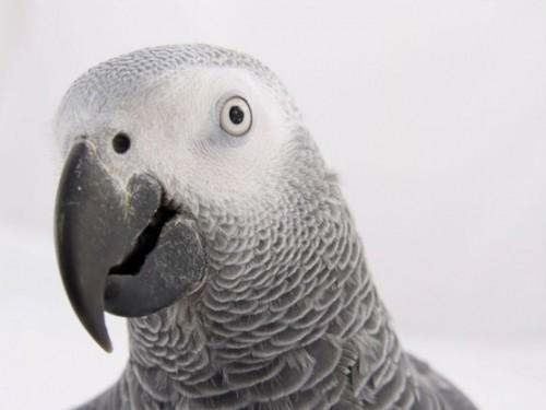 Le Cameroun peut exporter les perroquets gris