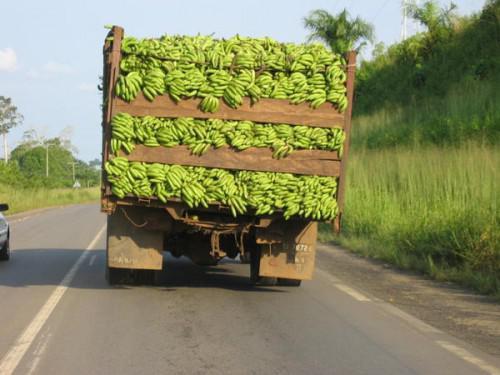 Avec une chute des exportations de bananes de 30 000 tonnes en 2016, le Cameroun refile le leadership africain à la Côte d’Ivoire