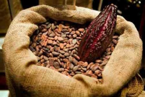 Environ 97% de la production cacaoyère exportée par le Cameroun au cours de la campagne 2015-2016 était du grade II