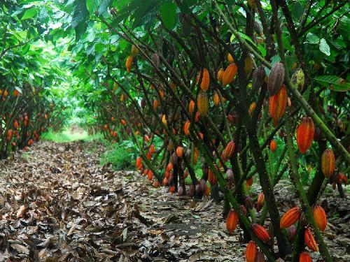 Le CICC veut créer 900 hectares de cacao en 2015-2016, grâce au programme New Generation