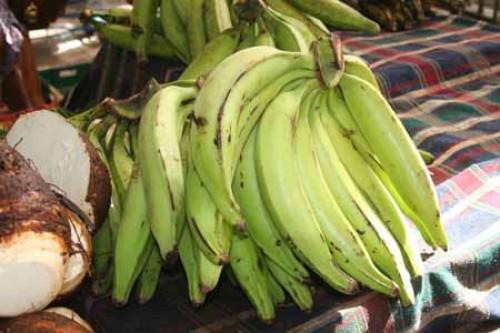 Cameroun : 1000 hectares de bananier plantain en vue dans la région du Nord-Ouest