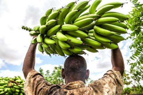 AFRUIBANA, la première association panafricaine de producteurs et d’exportateurs de fruits, prend naissance au Cameroun