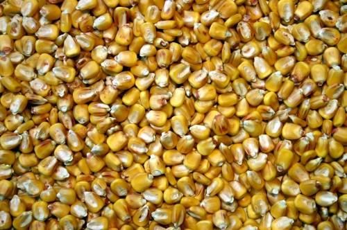 900 tonnes de semences améliorées de  maïs en gestation dans la région de l’Est-Cameroun