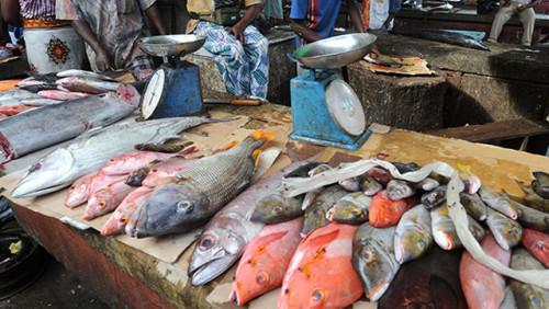 Le Nigéria siphonne entre 70 et 80% du poisson pêché sur le fleuve Bénoué, dans la région du Nord du Cameroun