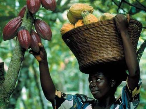 Cameroun : en guise de projet de retour au pays, le CICC propose la culture du cacao à la diaspora