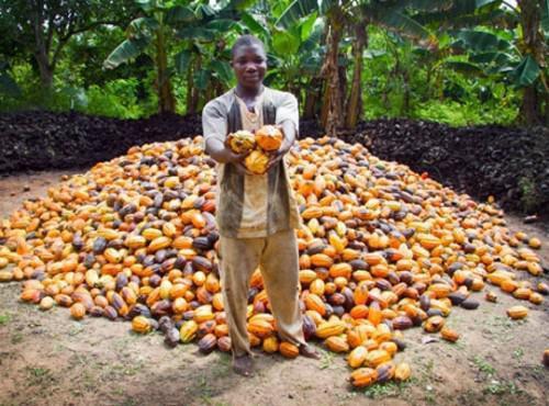 Dans le quinté mondial des producteurs de cacao, le Cameroun est le plus petit transformateur