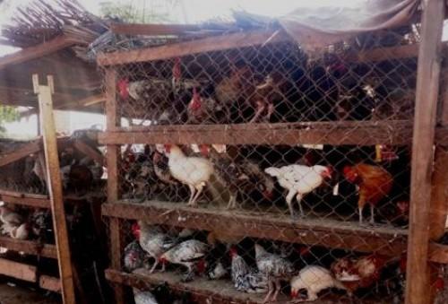 Six mois après la découverte du dernier foyer de grippe aviaire, la restriction de la circulation des volailles reste en vigueur à l’Ouest du Cameroun