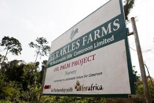 Cameroun : controverse autour d’une proposition de bail emphytéotique sur 12 000 ha, à octroyer à Herakles Farms