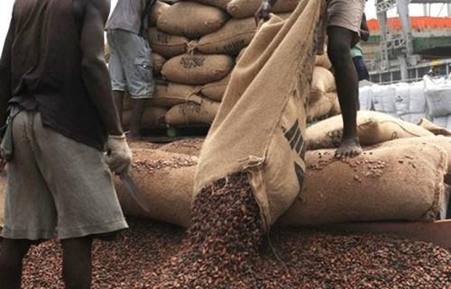 Des producteurs d’une contrée du Sud-Cameroun empochent 90 millions FCfa au cours d’une vente groupée du cacao